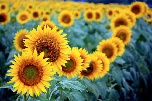 Sunflower is the image of sustainability. Picture from noe** (Flickr)